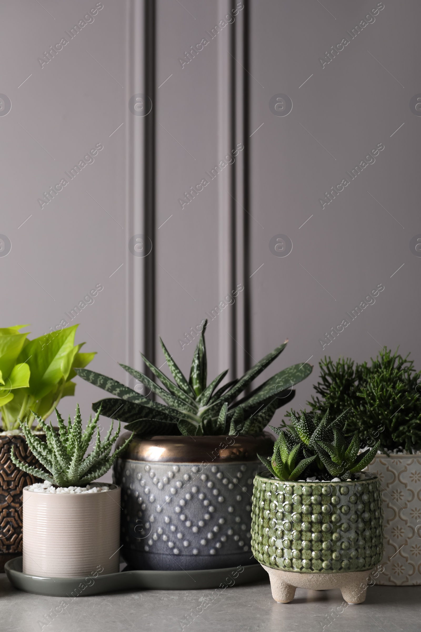 Photo of Different house plants in pots with decor on light table