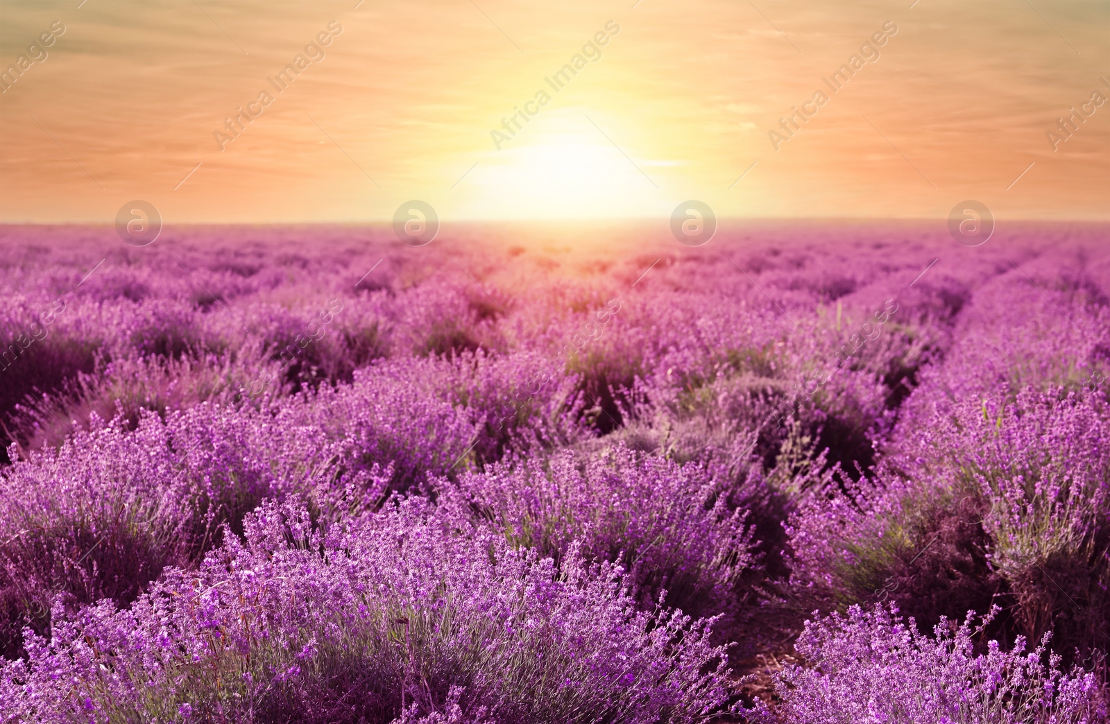 Image of Beautiful blooming lavender in field on summer day at sunset