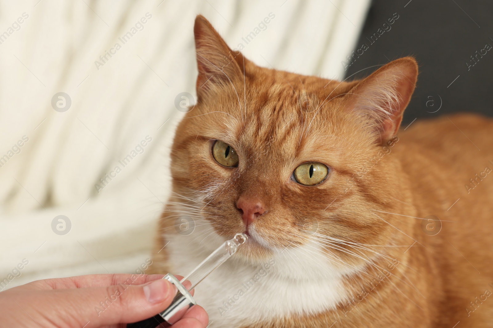 Photo of Woman giving vitamin tincture to cute cat indoors, closeup