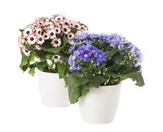 Different cineraria plants in flower pots on white background