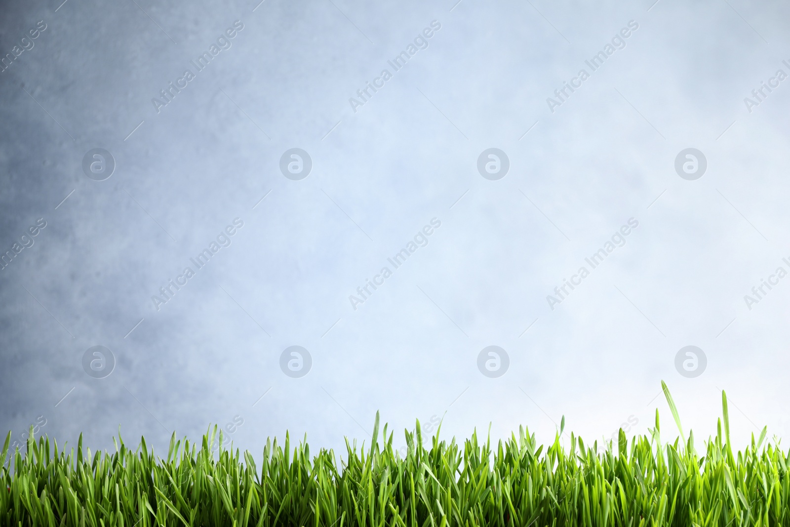 Photo of Fresh green grass on light background, space for text. Spring season