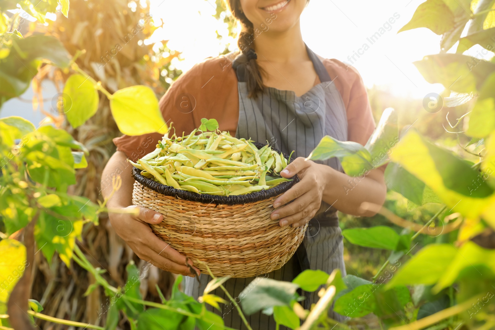 Photo of Woman holding fresh green beans in wicker basket outdoors on sunny day, closeup