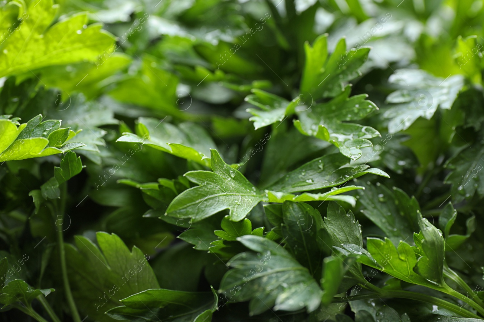 Photo of Fresh green organic parsley as background, closeup