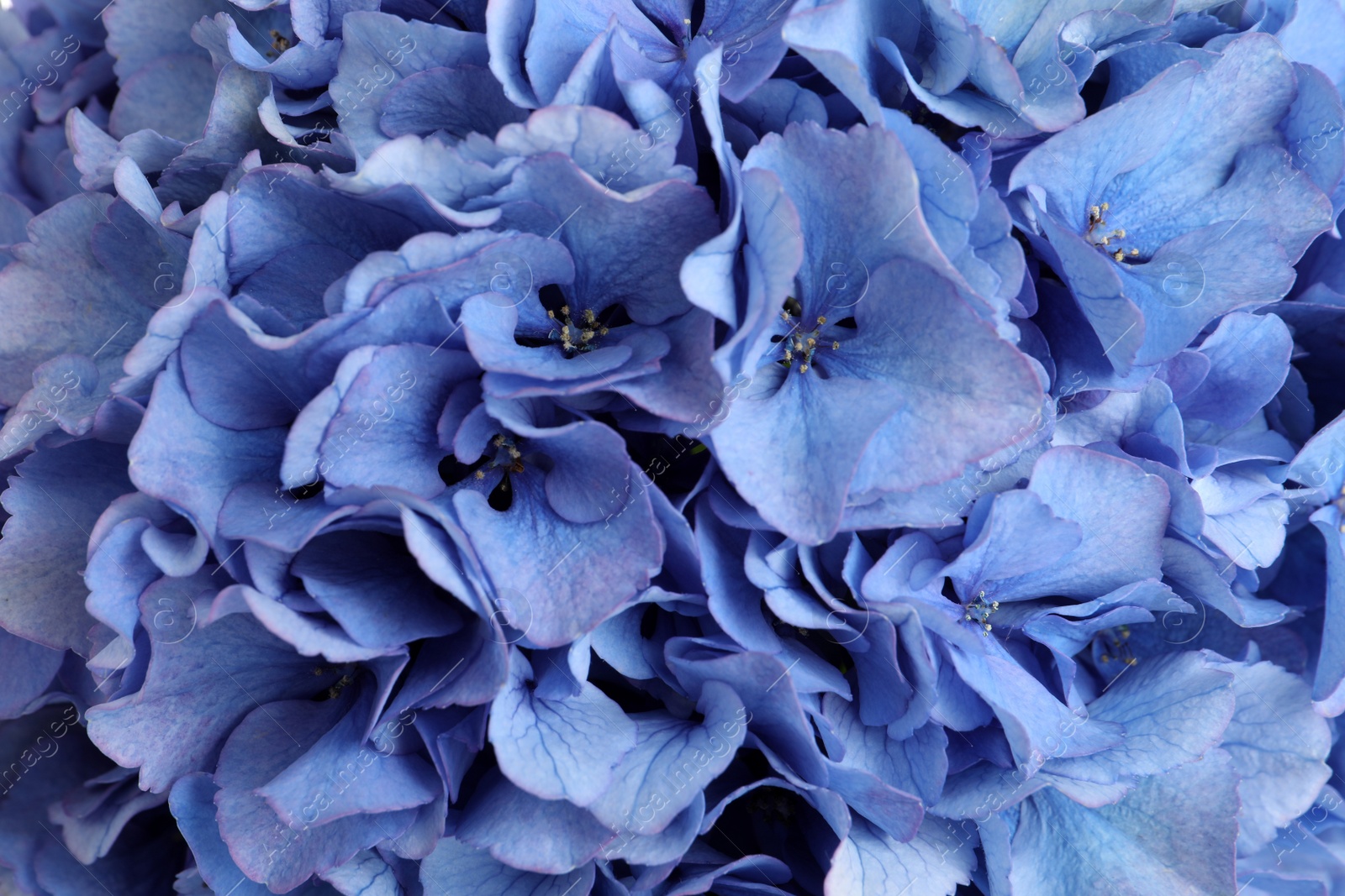 Photo of Beautiful light blue hortensia flowers as background, closeup