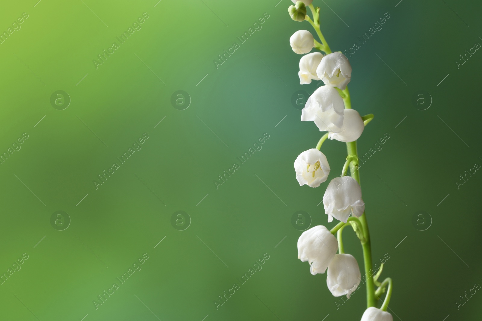 Photo of Beautiful lily of the valley flower on blurred green background, closeup. Space for text