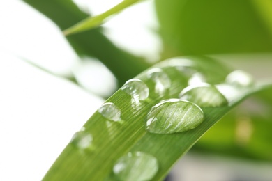 Photo of Water drops on green leaf against blurred background