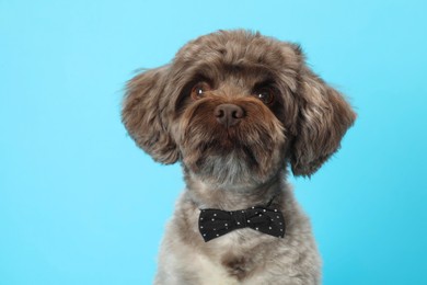 Photo of Cute Maltipoo dog with bow tie on light blue background. Lovely pet