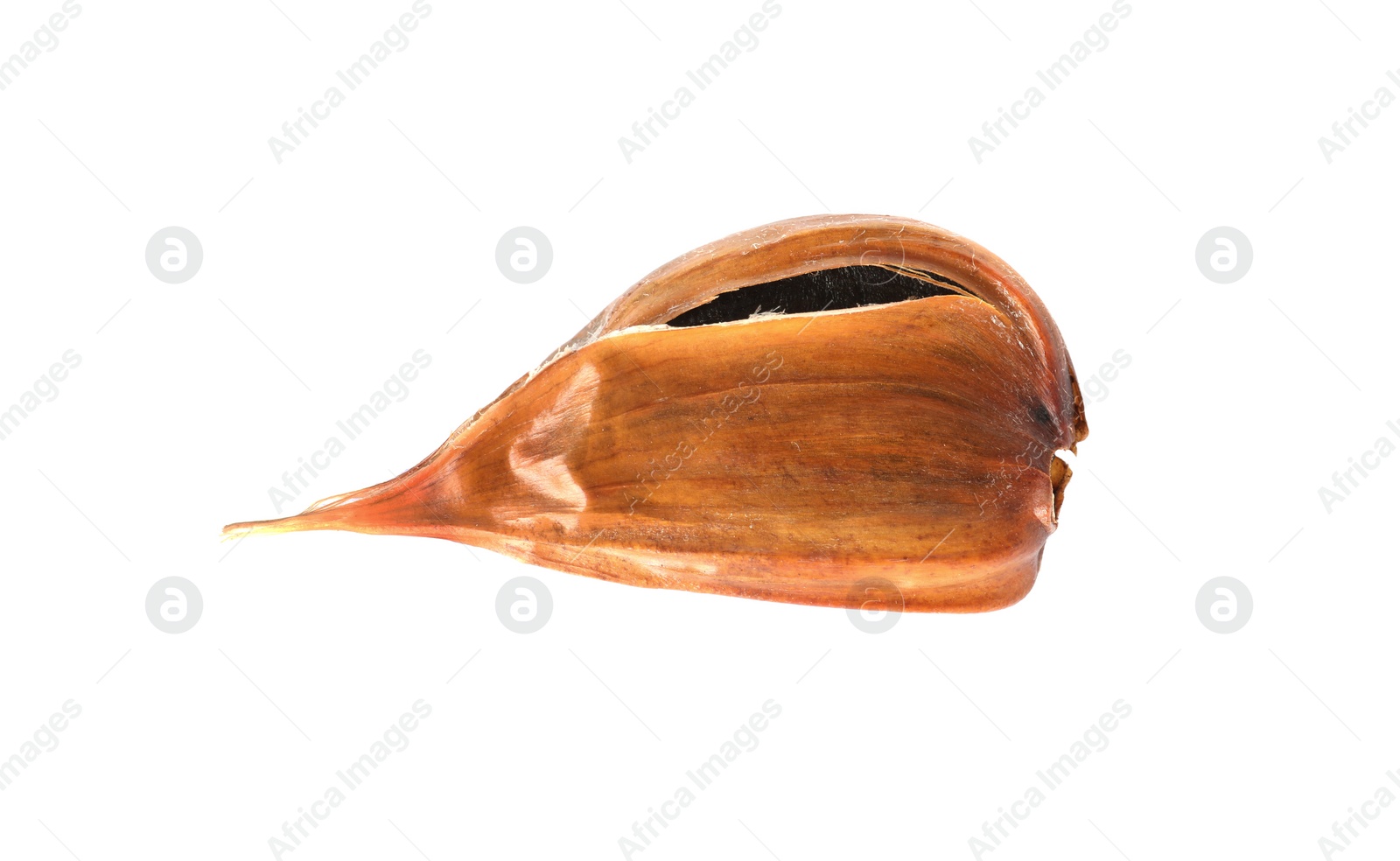 Photo of Unpeeled clove of aged black garlic on white background, view from above