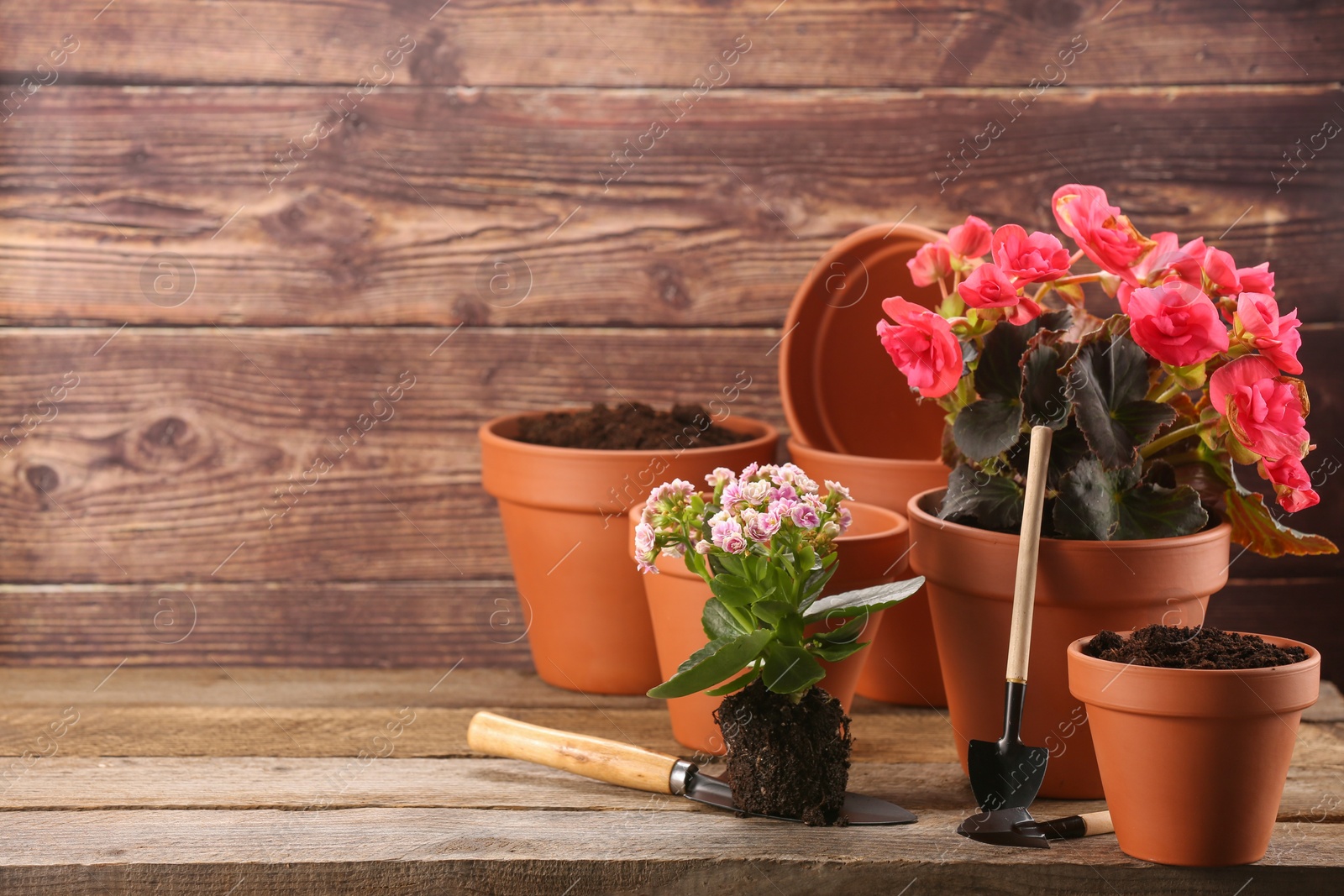 Photo of Time for transplanting. Many terracotta pots, soil, flowers and tools on wooden table. Space for text