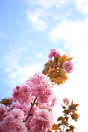 Photo of Closeup view of blossoming pink sakura tree outdoors