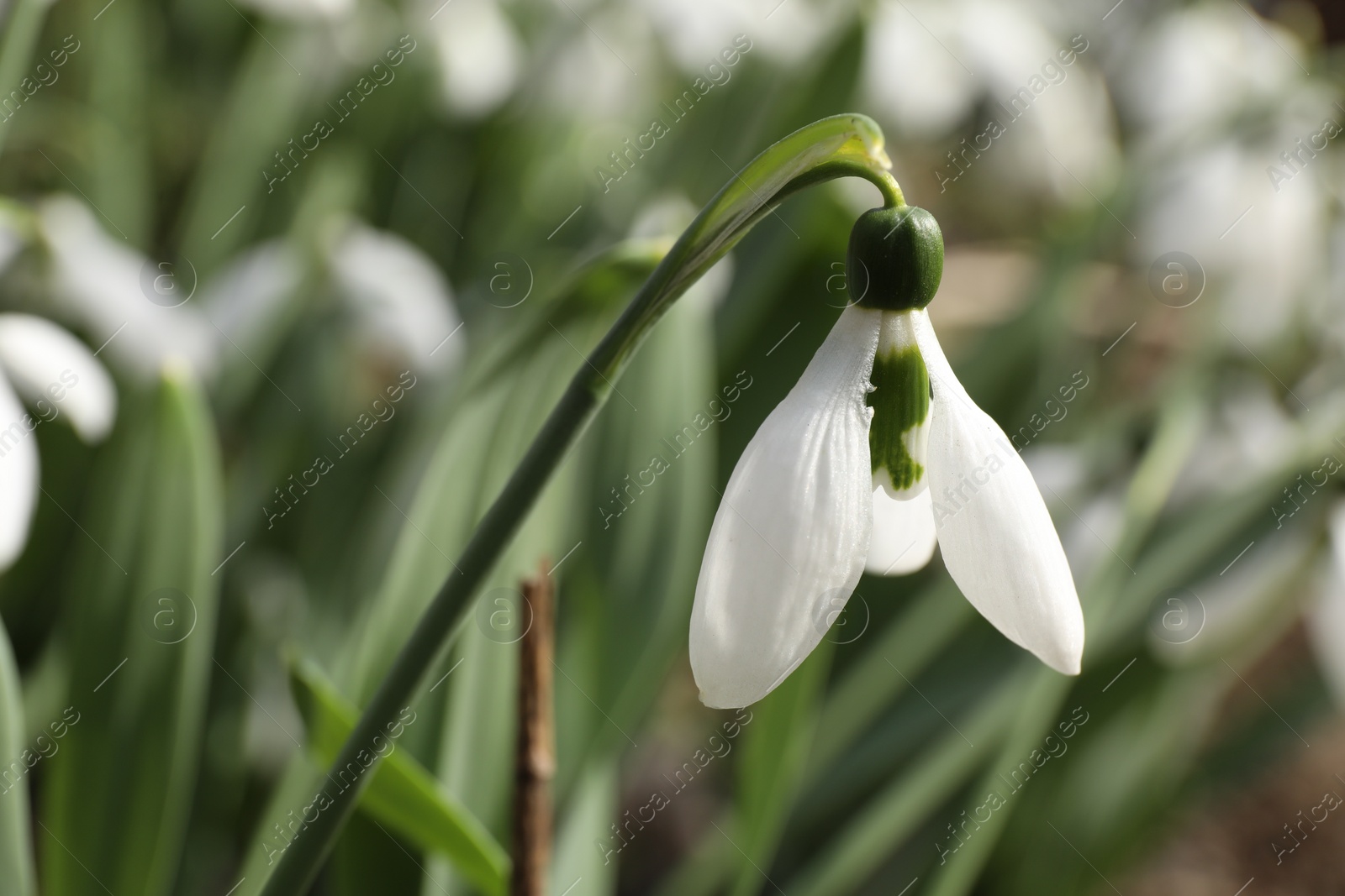 Photo of Beautiful white blooming snowdrops growing outdoors, closeup