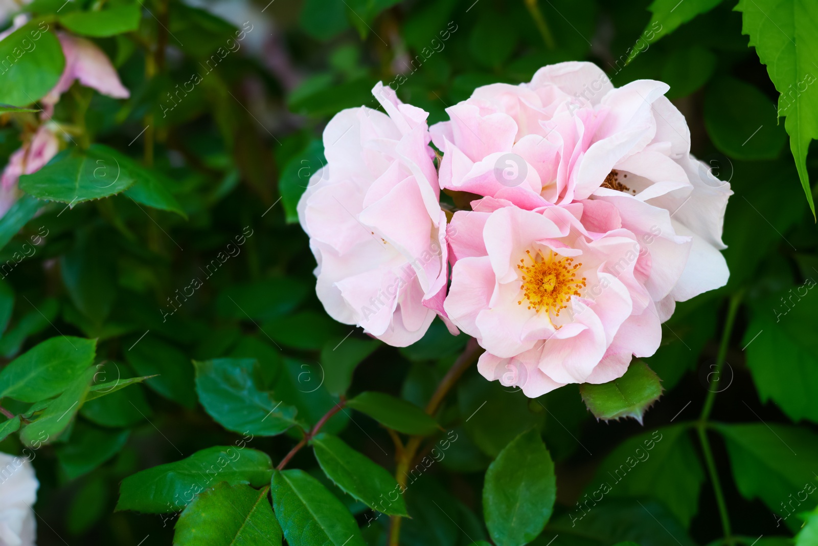 Photo of Beautiful blooming rose bush outdoors, closeup view