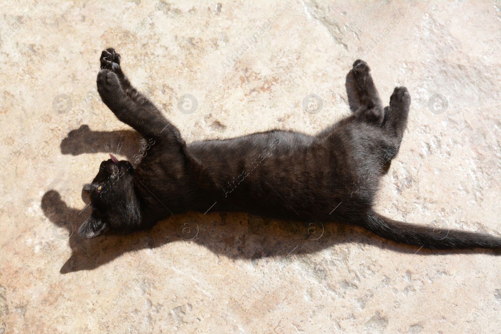 Photo of Woman and playful black kitten outdoors, closeup