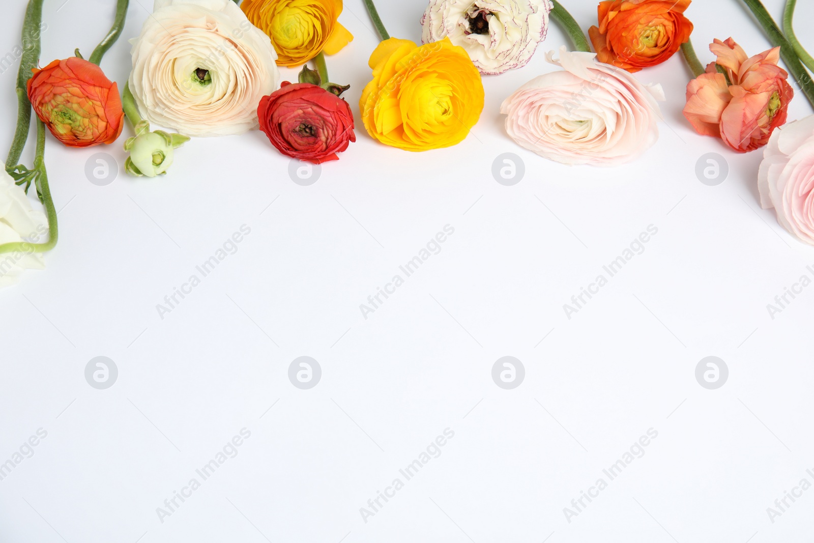 Photo of Beautiful spring ranunculus flowers on white background