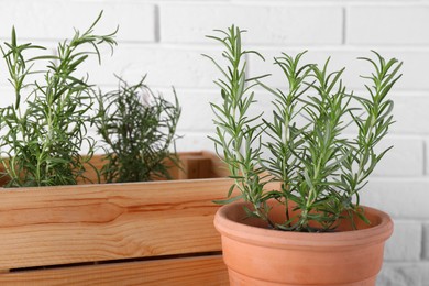 Beautiful green potted rosemary near white brick wall, closeup