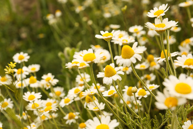 Photo of Beautiful chamomile flowers growing in field, closeup