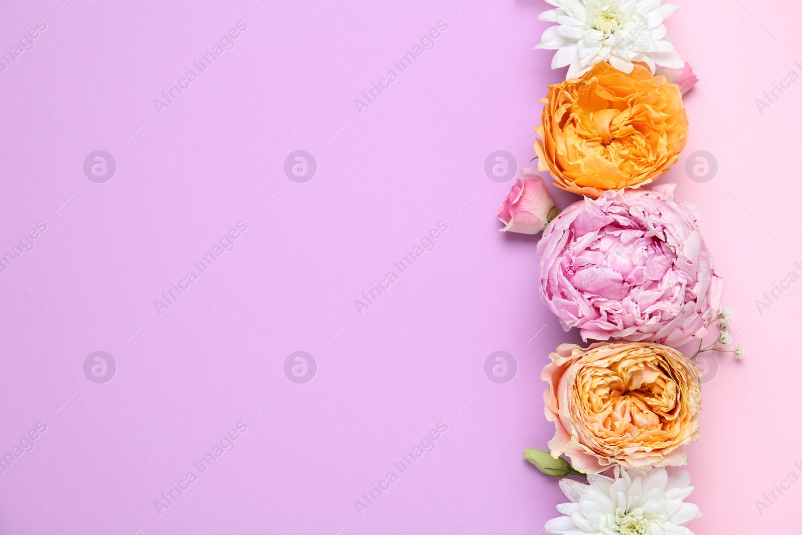 Photo of Floral composition with beautiful flowers on color background, flat lay. Space for text