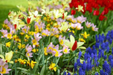 Many different beautiful tulip and muscari flowers, closeup. Spring season