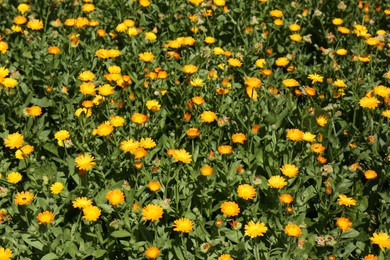 Photo of Beautiful blooming calendula flowers outdoors on sunny day