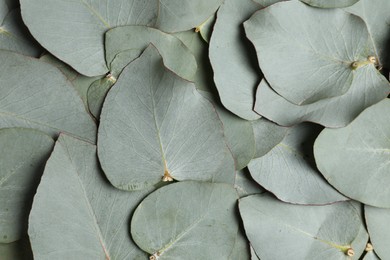 Fresh green leaves of eucalyptus as background, top view