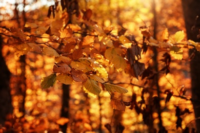 Sunlit golden leaves in autumn forest. Seasonal background