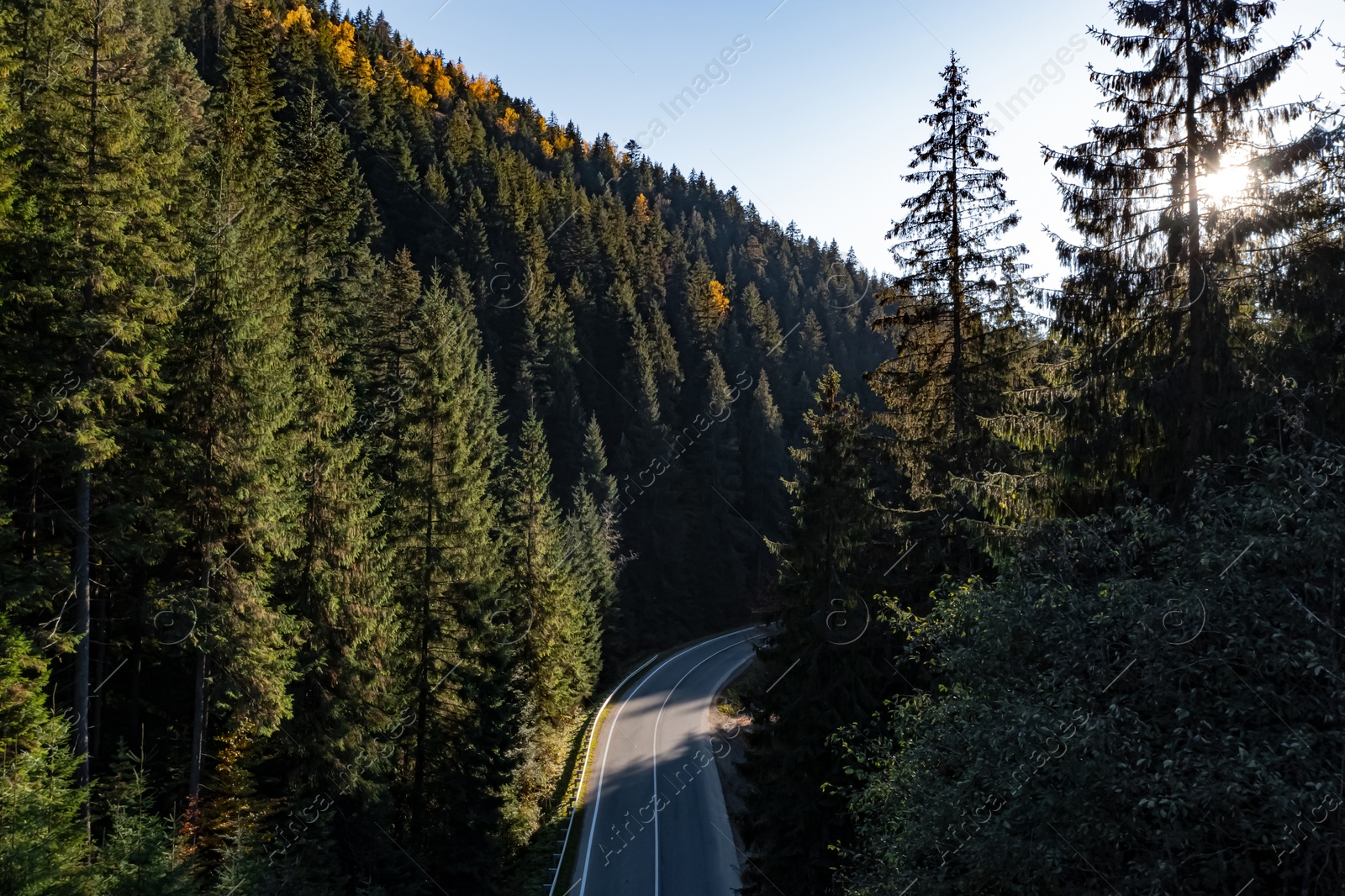 Image of Asphalt road surrounded by coniferous forest on sunny day. Drone photography