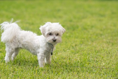 Photo of Cute little Maltese dog walking outdoors. Space for text