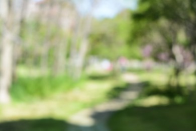 Photo of Park with trees and walkway on sunny day, blurred view. Bokeh effect