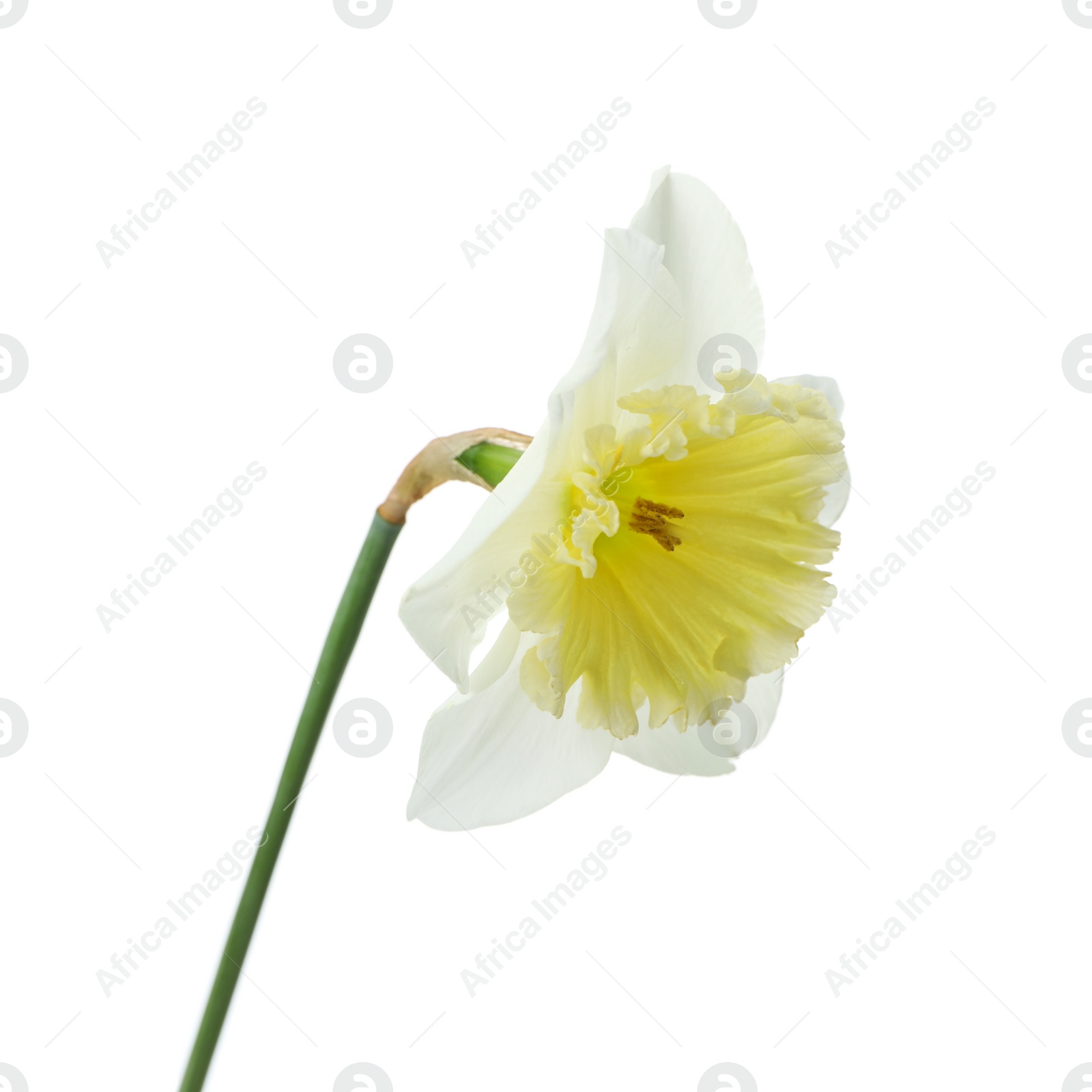 Photo of Beautiful narcissus isolated on white, closeup. Spring flower