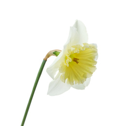 Photo of Beautiful narcissus isolated on white, closeup. Spring flower