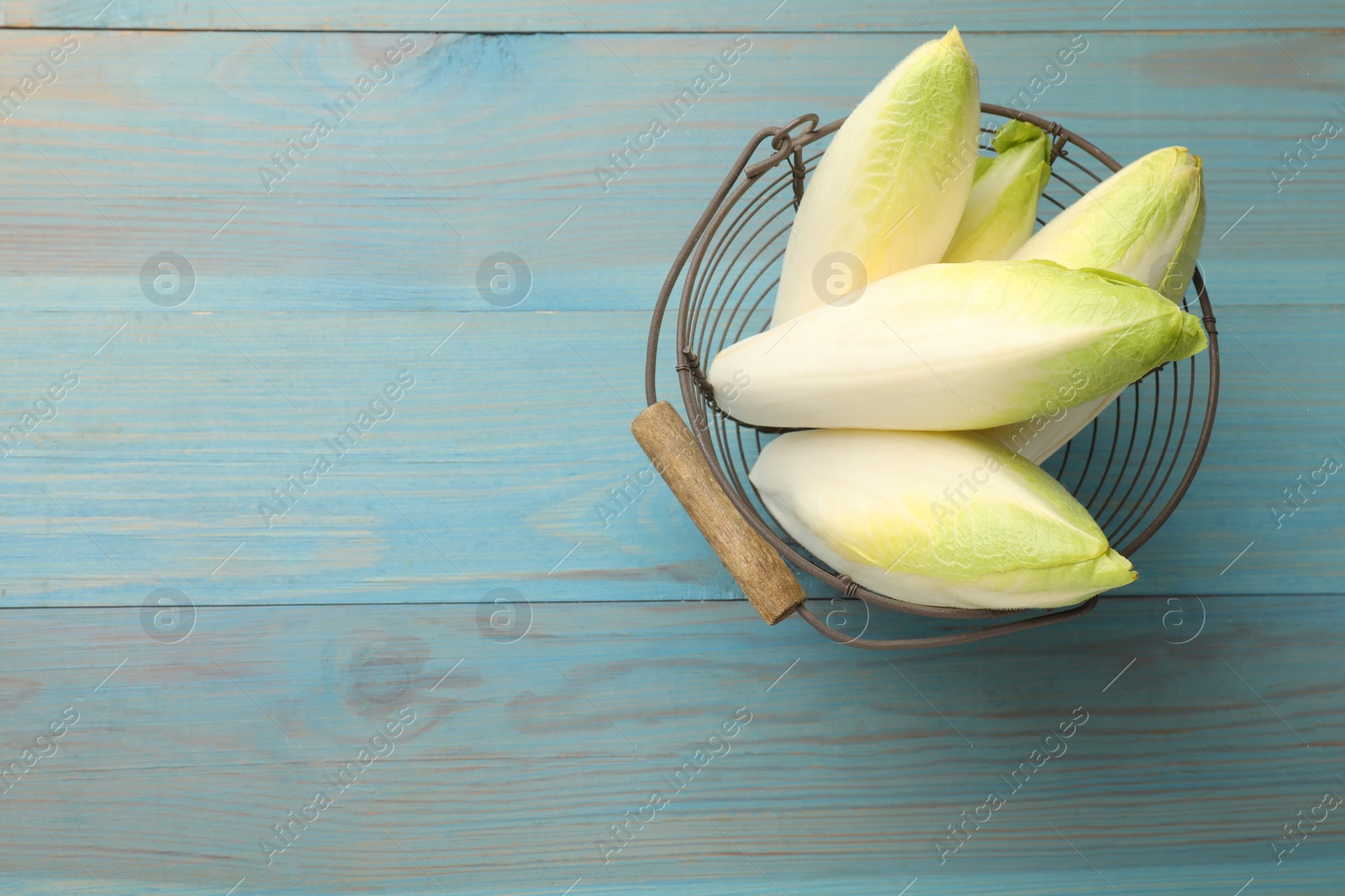 Photo of Fresh raw Belgian endives (chicory) in metal basket on light blue wooden table, top view. Space for text