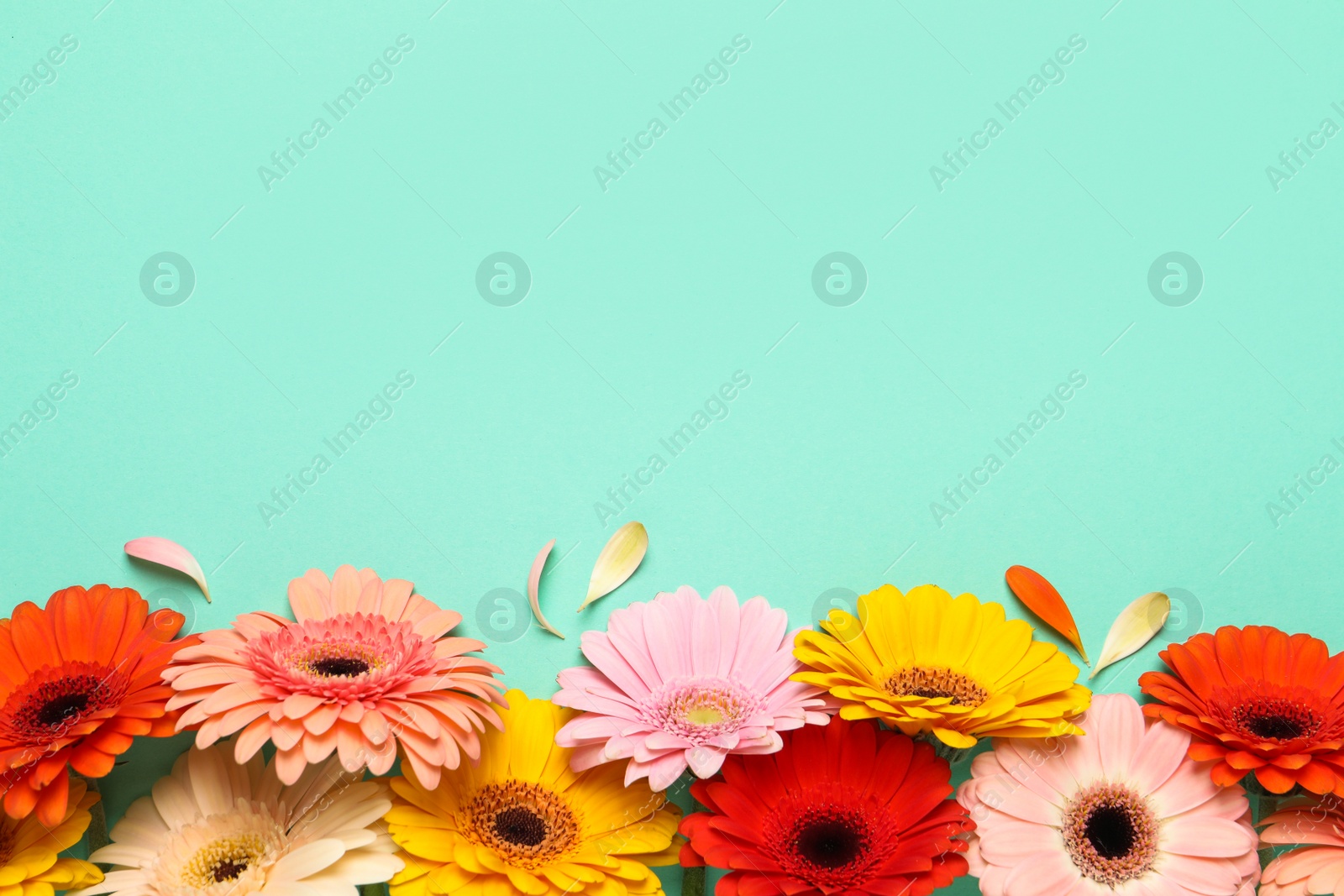 Photo of Beautiful colorful gerbera flowers and petals on turquoise background, flat lay. Space for text