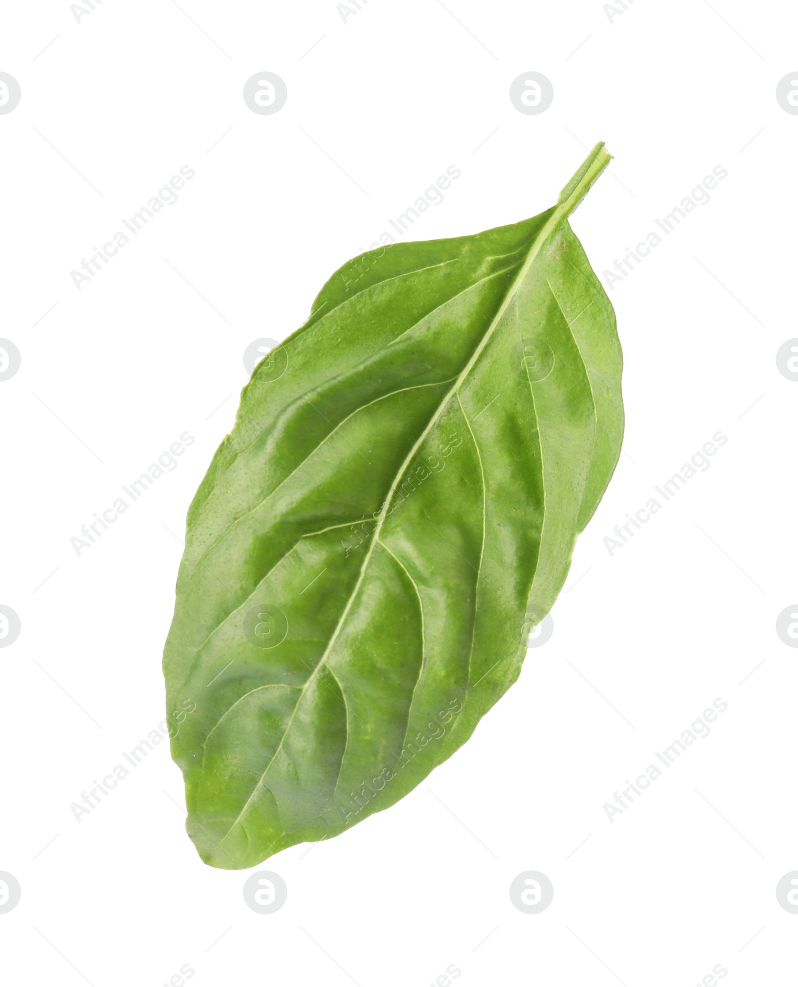 Photo of Leaf of fresh green basil on white background