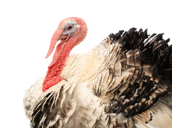 Photo of Domestic turkey on white background. Poultry farming