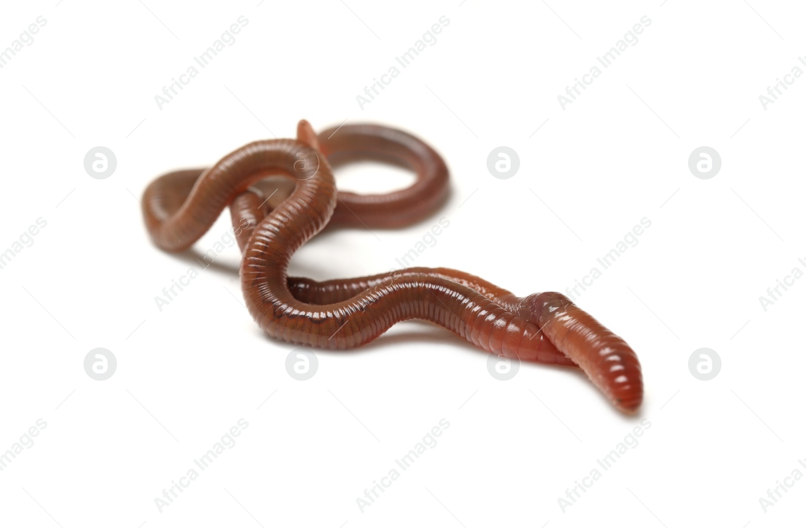 Photo of Two earthworms on white background. Terrestrial invertebrates