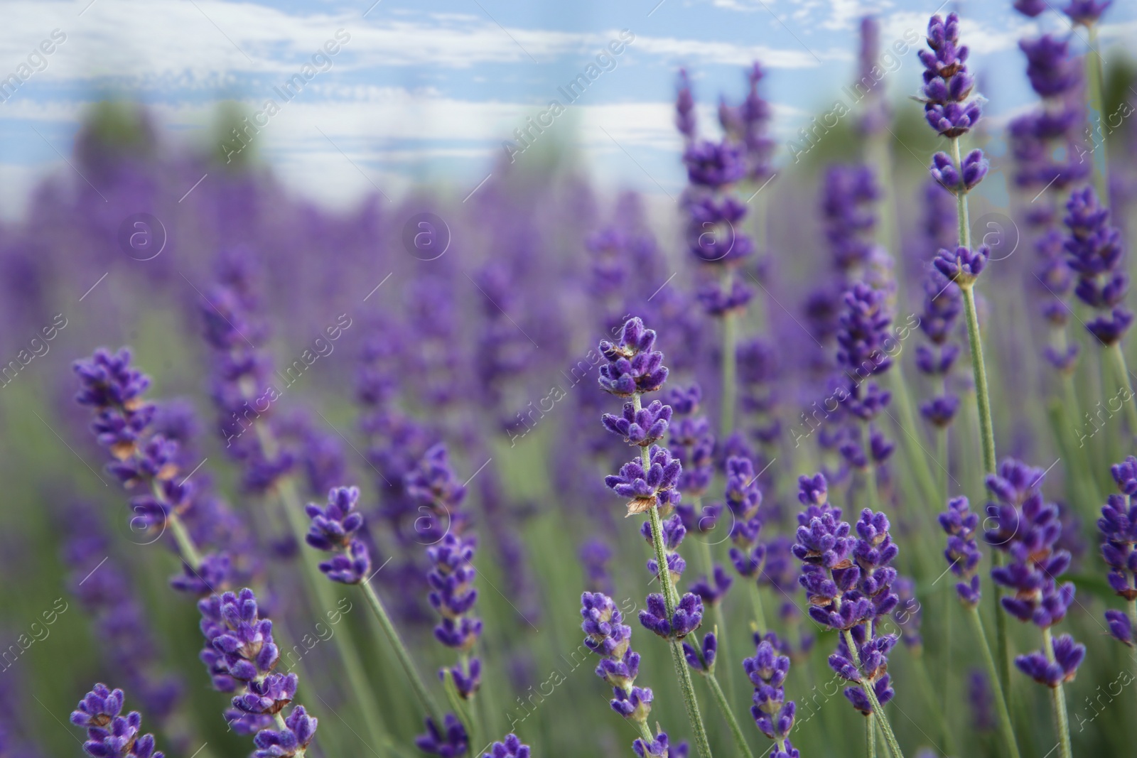 Photo of Beautiful blooming lavender growing in field, closeup