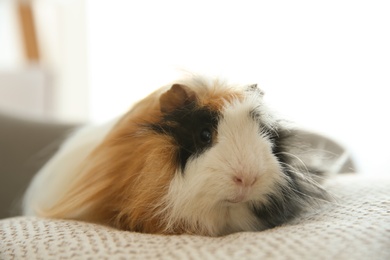 Photo of Adorable guinea pig on pillow indoors. Lovely pet