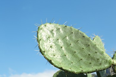 Photo of Beautiful view of cactus with thorns against blue sky, closeup. Space for text