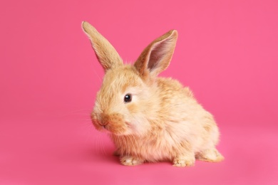 Photo of Adorable furry Easter bunny on color background