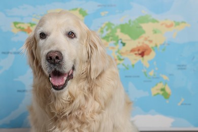 Photo of Cute golden retriever sitting near world map, space for text. Travelling with pet