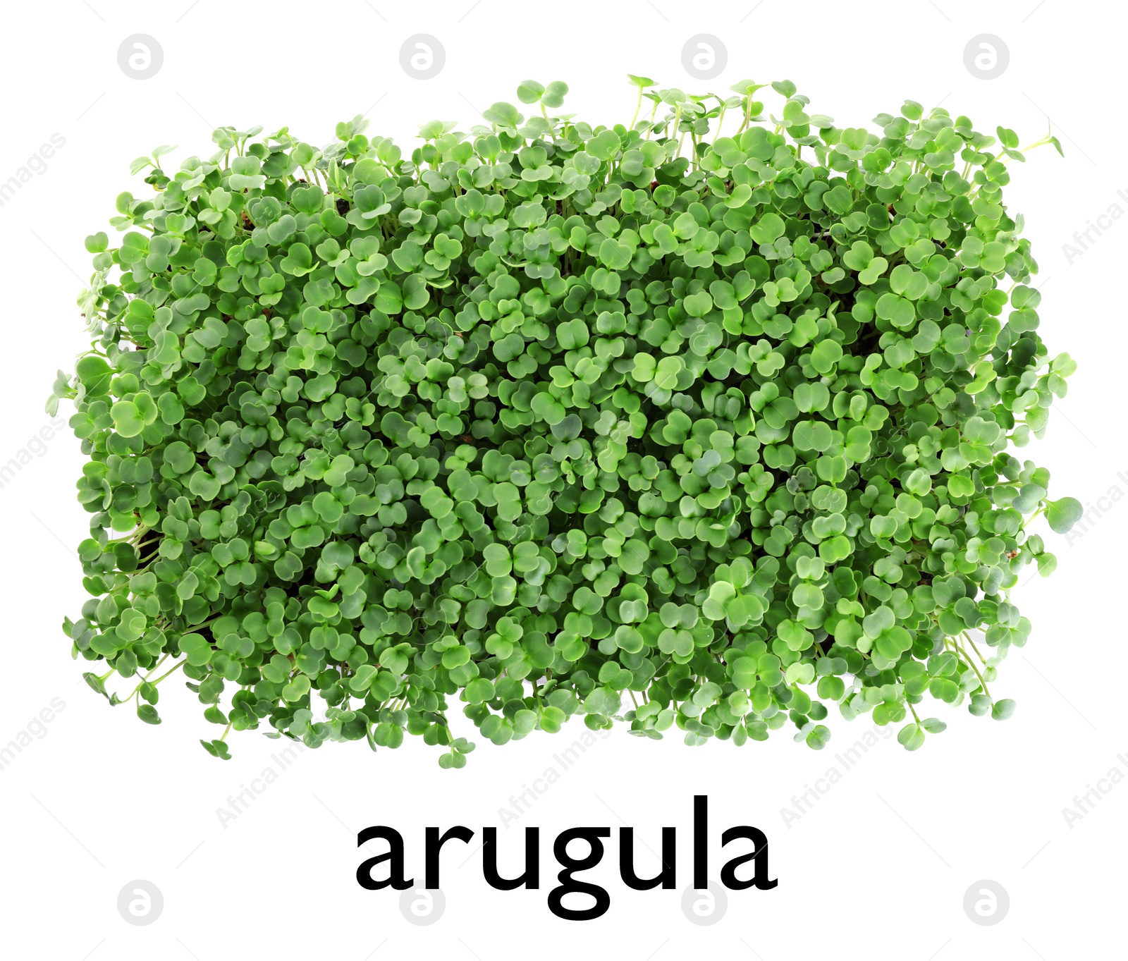 Image of Fresh organic microgreen on white background, top view