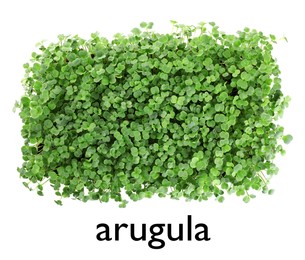 Image of Fresh organic microgreen on white background, top view