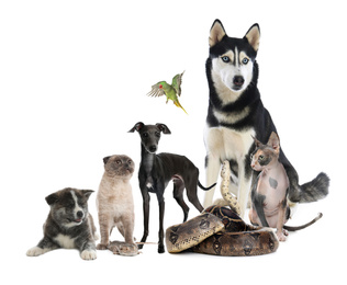 Image of Group of different pets on white background