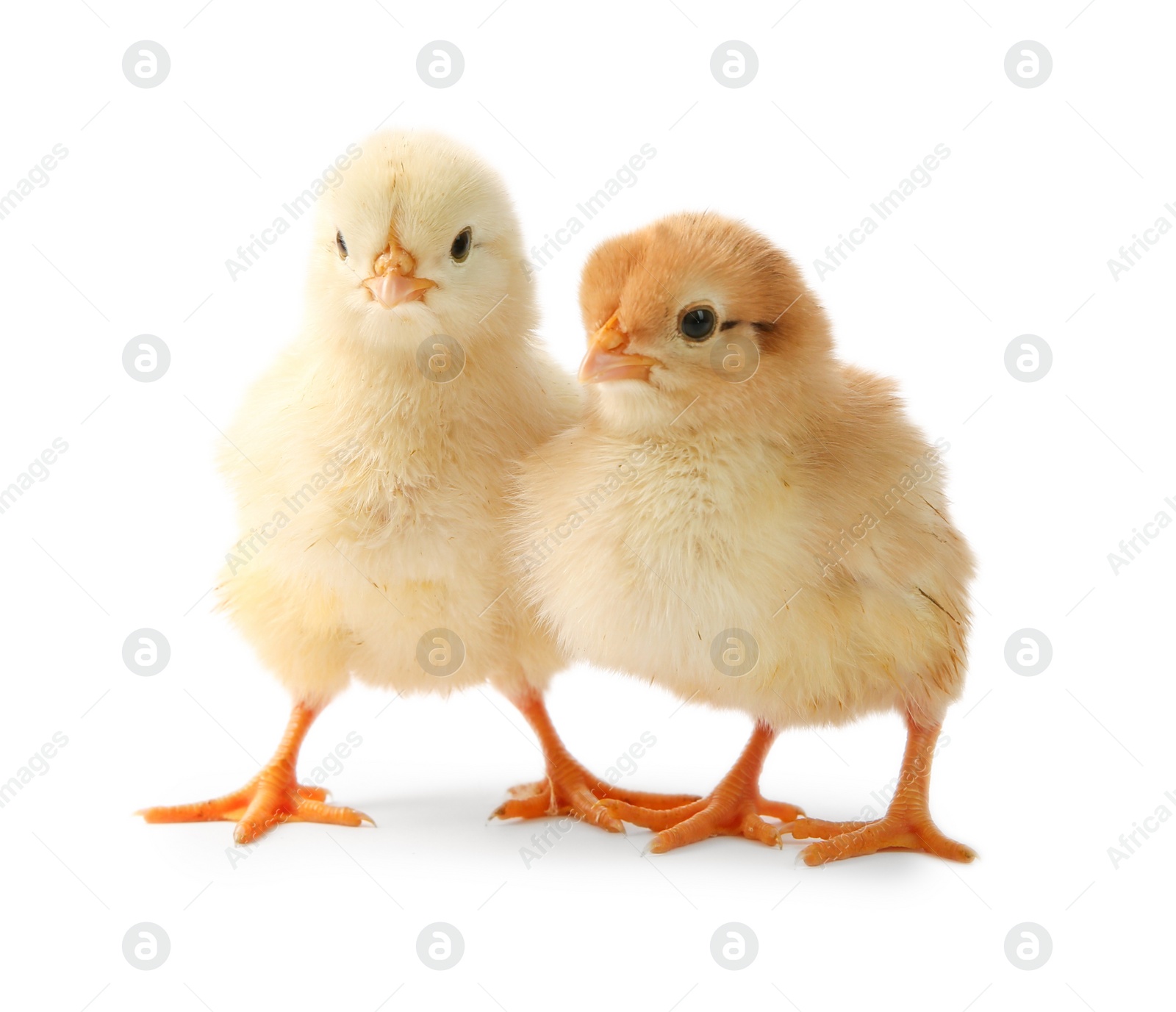 Photo of Two cute chicks isolated on white. Baby animals