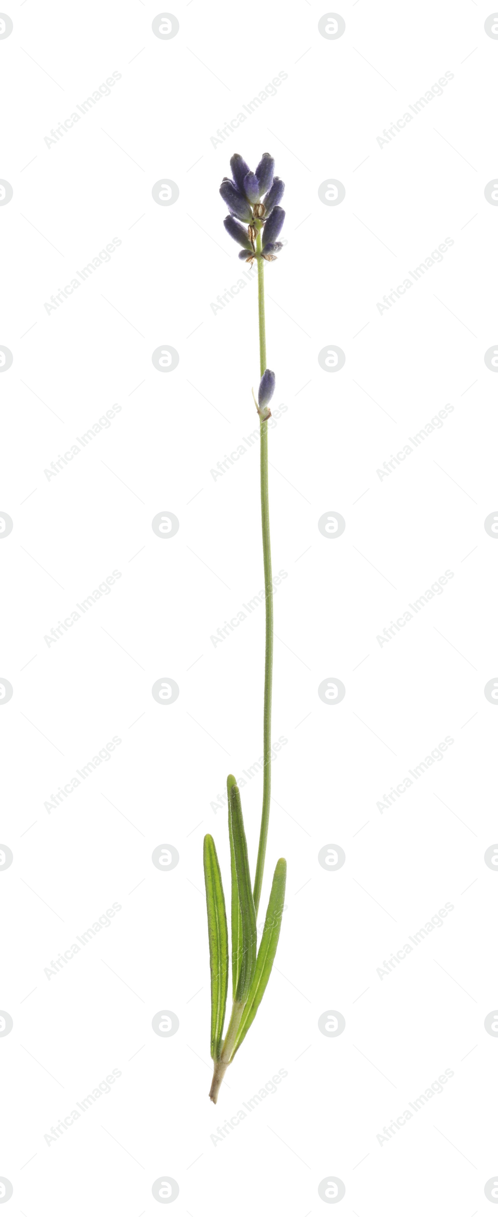 Photo of Beautiful fresh lavender flower isolated on white