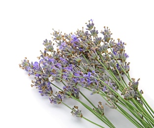 Beautiful blooming lavender flowers on white background