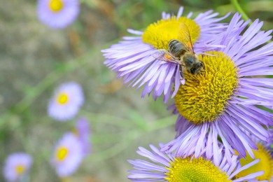 Honeybee collecting nectar from beautiful flower outdoors, closeup. Space for text