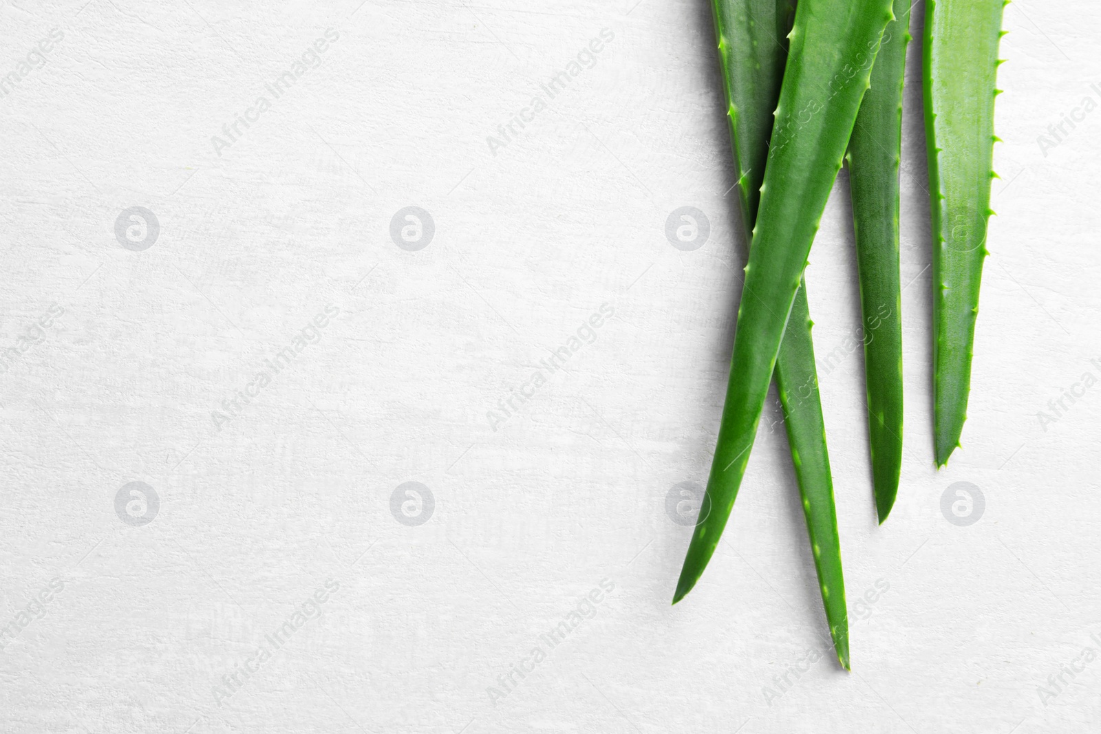 Photo of Flat lay composition with fresh aloe vera leaves and space for text on light background