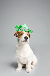 Photo of Jack Russell terrier with clover leaves headband on light grey background. St. Patrick's Day