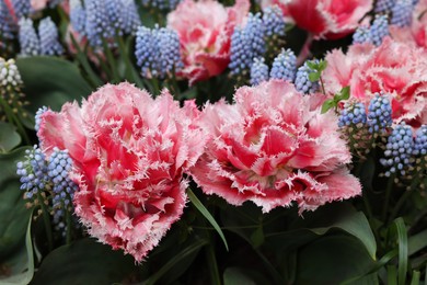 Photo of Many beautiful tulip and muscari flowers, closeup view. Spring season